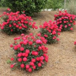 Double Knock Out® Rose -Brighterblooms Shop Red knockout rose 4