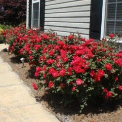 Double Knock Out® Rose -Brighterblooms Shop Red knockout rose 8 BB