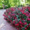 Double Knock Out® Rose -Brighterblooms Shop Red knockout rose BB 600x600 311b8812 d4eb 41ce 8b37 f7c50aff357b