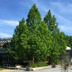 Dawn Redwood Tree 11 Dawn Redwood Tree -Brighterblooms Shop Redwood 2 BB