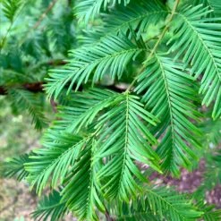 Dawn Redwood Tree 12 Dawn Redwood Tree -Brighterblooms Shop Redwood 8 BB