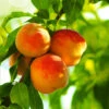 Reliance Peach Tree -Brighterblooms Shop Reliance Peach Tree BB 600x600 b060507c f93f 48af 849c cfe54de0a1e8