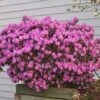 PJM Rhododendron Shrub -Brighterblooms Shop Reop PJM Rhododendron 220