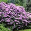 Lavender Rhododendron Shrub 2 Lavender Rhododendron Shrub -Brighterblooms Shop Rhododendron Lavender BB 600x600 298a5b9c 5eb7 4eb5 9289 620bf33e6588