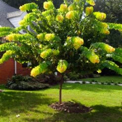 The Rising Sun™ Redbud Tree -Brighterblooms Shop Rising Sun Redbud 1