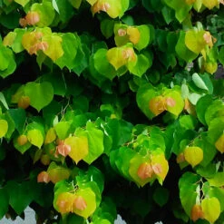 The Rising Sun™ Redbud Tree -Brighterblooms Shop Rising Sun Redbud 4