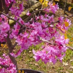 The Rising Sun™ Redbud Tree -Brighterblooms Shop Rising Sun Redbud 6