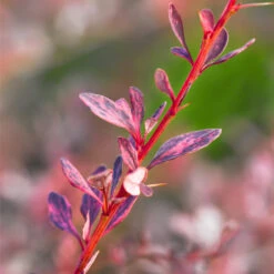 Rose Glow Barberry Shrub 9 Rose Glow Barberry Shrub -Brighterblooms Shop Rose GLow Barberry 1 BB