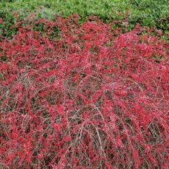 Rose Glow Barberry Shrub 10 Rose Glow Barberry Shrub -Brighterblooms Shop Rose GLow Barberry 2