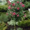 Red Rose Of Sharon Althea Tree -Brighterblooms Shop Rose of Sharon Althea Trees Red BB 600x600 25ca56cc bc9d 41b4 81b4 bb34f8c7372f