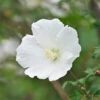 White Rose Of Sharon Althea Shrub 2 White Rose Of Sharon Althea Shrub -Brighterblooms Shop Rose of Sharon Tree White 3 SINGLE BB