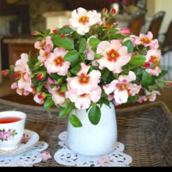 Raspberry Kiss™ Rose Tree 9 Raspberry Kiss™ Rose Tree -Brighterblooms Shop Rosemarry Kiss Rose tree 1