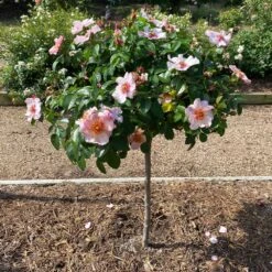 Raspberry Kiss™ Rose Tree 8 Raspberry Kiss™ Rose Tree -Brighterblooms Shop Rosemarry Kiss Rose tree 2