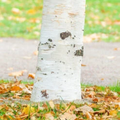 Royal Frost Birch 8 Royal Frost Birch -Brighterblooms Shop Royal Frost Birch 1 BB