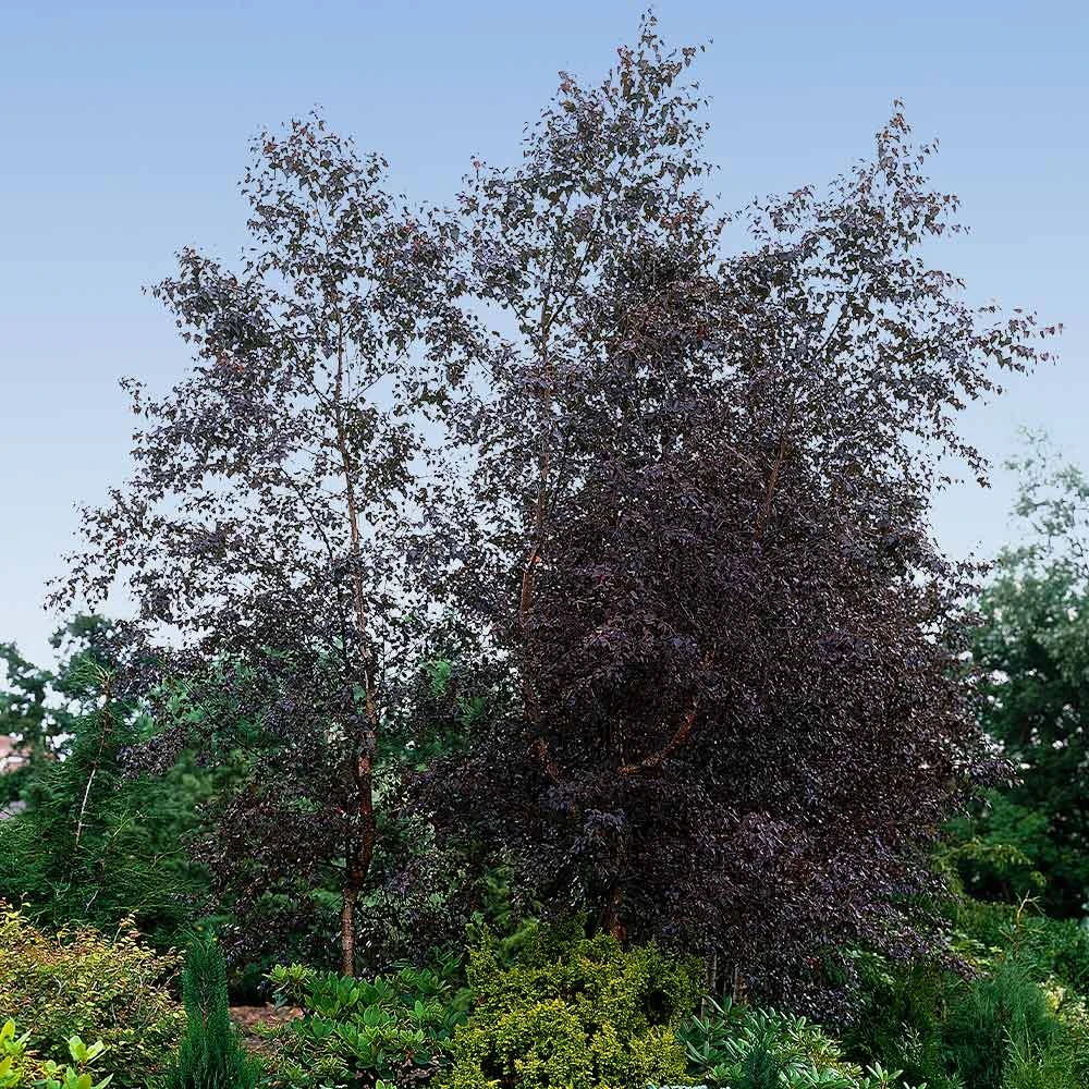 Royal Frost Birch 6 Royal Frost Birch - Image 4