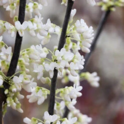 Royal White Redbud Tree -Brighterblooms Shop Royal White Redbud 4 BB