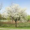 Royal White Redbud Tree -Brighterblooms Shop Royal White Redbud BB 600x600 beea3078 86be 4bcb a62f 7557bd30f50c