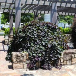 Ruby Falls Redbud Tree -Brighterblooms Shop Ruby Falls Redbud 7