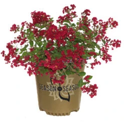 Ruby Prince™ Emerald Empire® Crape Myrtle Tree -Brighterblooms Shop Ruby Prince Crape Myrtle 2
