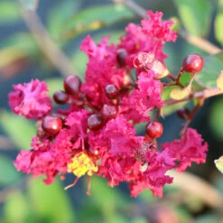 Ruby Prince™ Emerald Empire® Crape Myrtle Tree -Brighterblooms Shop Ruby Prince Crape Myrtle 3