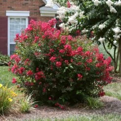 Ruby Prince™ Emerald Empire® Crape Myrtle Tree -Brighterblooms Shop Ruby Prince Crape Myrtle 4