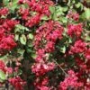 Ruby Prince™ Emerald Empire® Crape Myrtle Tree -Brighterblooms Shop Ruby Prince Crape Myrtle 600x600 ab3a73ce dca2 400f a982 55fbe101b3e4