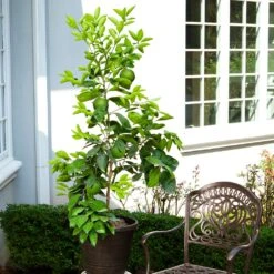 Ruby Red Grapefruit Tree -Brighterblooms Shop Ruby Red Grapefruit 8