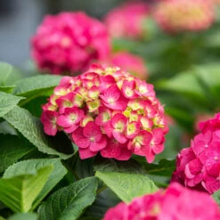 Endless Summer® Summer Crush® Big Leaf Hydrangea Shrub -Brighterblooms Shop SUmmer Crush Endless SUmmer Hydrangea 10 BB