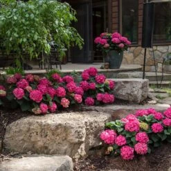 Endless Summer® Summer Crush® Big Leaf Hydrangea Shrub -Brighterblooms Shop SUmmer Crush Endless SUmmer Hydrangea 5 BB