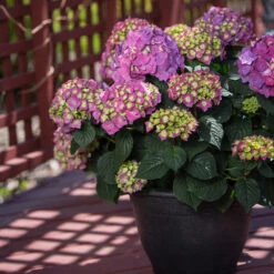 Endless Summer® Summer Crush® Big Leaf Hydrangea Shrub -Brighterblooms Shop SUmmer Crush Endless SUmmer Hydrangea 6 BB
