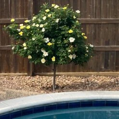 Sunny Knock Out® Rose Tree -Brighterblooms Shop SUnny knockout Rose Tree 3