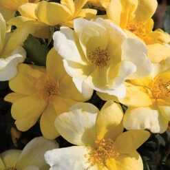 Sunny Knock Out® Rose Tree -Brighterblooms Shop SUnny knockout Rose Tree 5 BB