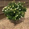 Sunny Knock Out® Rose Tree 1 Sunny Knock Out® Rose Tree -Brighterblooms Shop SUnny knockout Rose Tree BB 600x600 73b0c8db ee97 4c99 9ea4 1e74043d7e5a