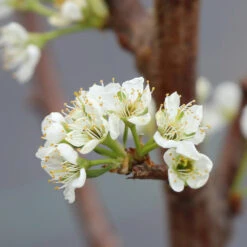 Santa Rosa Plum Tree -Brighterblooms Shop Santa Rosa Plum 5