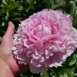 Sarah Bernhardt Peony 9 Sarah Bernhardt Peony -Brighterblooms Shop Sarah Bernhardt Peony 2