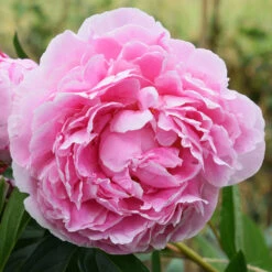 Sarah Bernhardt Peony 8 Sarah Bernhardt Peony -Brighterblooms Shop Sarah Bernhardt Peony 3 BB