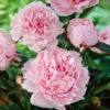 Sarah Bernhardt Peony -Brighterblooms Shop Sarah Bernhardt Peony BB 600x600 6ccaa6ca 6725 4880 9299 433e04c3c4a6