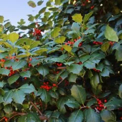 American Holly Tree -Brighterblooms Shop Satyr Hill American Holly 1 BB