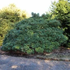 American Holly Tree -Brighterblooms Shop Satyr Hill American Holly 3 BB