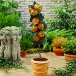 Scarlet Sentinel™ Columnar Apple Tree -Brighterblooms Shop Scarlet Sentinal Columnar Apple