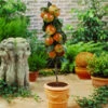 Scarlet Sentinel™ Columnar Apple Tree -Brighterblooms Shop Scarlet Sentinal Columnar Apple 600x600 5b6d398a d830 4d64 ba0e 697e555318f7