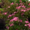 Scarlet Fire® Dogwood Tree -Brighterblooms Shop Scarlett Fire BB 600x600 f35dbaee 9a63 4de8 bd8c 4b7ac52ca892