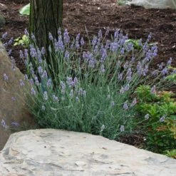 Sensational™ Lavender -Brighterblooms Shop Sensational Lavender 9 BB