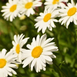 Becky Shasta Daisy -Brighterblooms Shop Shasta Daisy Becky 1 BB