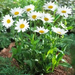 Becky Shasta Daisy -Brighterblooms Shop Shasta Daisy Becky 5 FGT