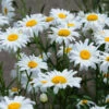 Becky Shasta Daisy -Brighterblooms Shop Shasta Daisy Becky BB 600x600 cf0500fc 731d 47d5 9416 065a9d3d3862
