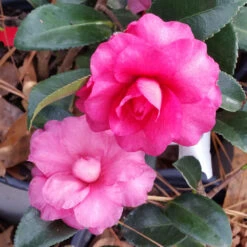 Shi-Shi Gashira Camellia Shrub 11 Shi-Shi Gashira Camellia Shrub -Brighterblooms Shop ShiSHi Gashira Camellia 6 BB