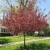 Show Time™ Crabapple Tree -Brighterblooms Shop Show Time Crabapple BB 600x600 2805d84c 262b 4d44 a989 704db37070b1