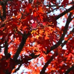 Shumard Oak Tree -Brighterblooms Shop Shumard Oak 4 BB