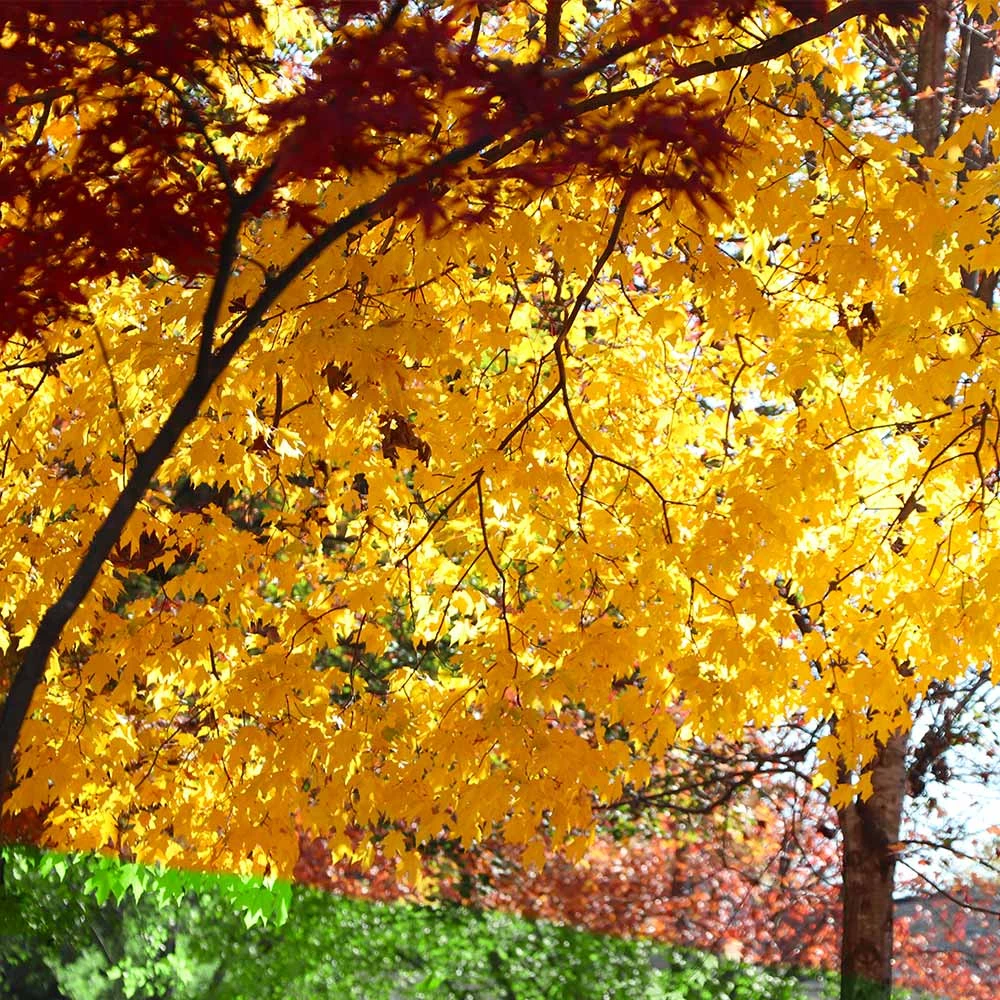 Silver Maple Tree 7 Silver Maple Tree - Image 5